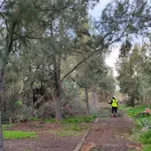 La Confederación Hidrográfica del Segura está realizando labores de acondicionamiento del Río Segura en la Vega Baja La Confederación Hidrográfica del Segura está realizando labores de acondicionamiento del Río Segura en la Vega Baja