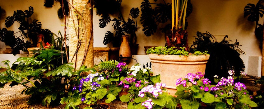 +Córdoba. Sede Festival de los Patios y ampliación funcional del Palacio de Viana” +Córdoba. Sede Festival de los Patios y ampliación funcional del Palacio de Viana”