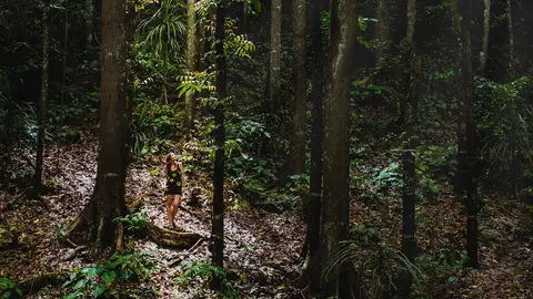 Uno de los bosques de Madeira Uno de los bosques de Madeira