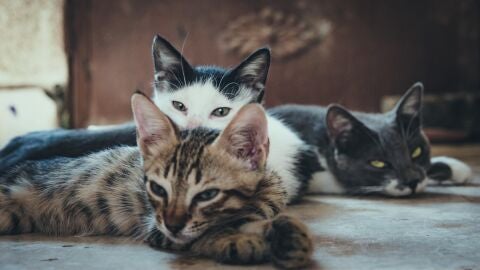 Desde que apareci&oacute; la enfermedad, se han documentado casos de viruela del mono en gatos