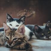 Un estudio asegura que todos lo gatos domésticos tienen rasgos psicópatas