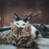 Desde que apareció la enfermedad, se han documentado casos de viruela del mono en gatos Desde que apareció la enfermedad, se han documentado casos de viruela del mono en gatos
