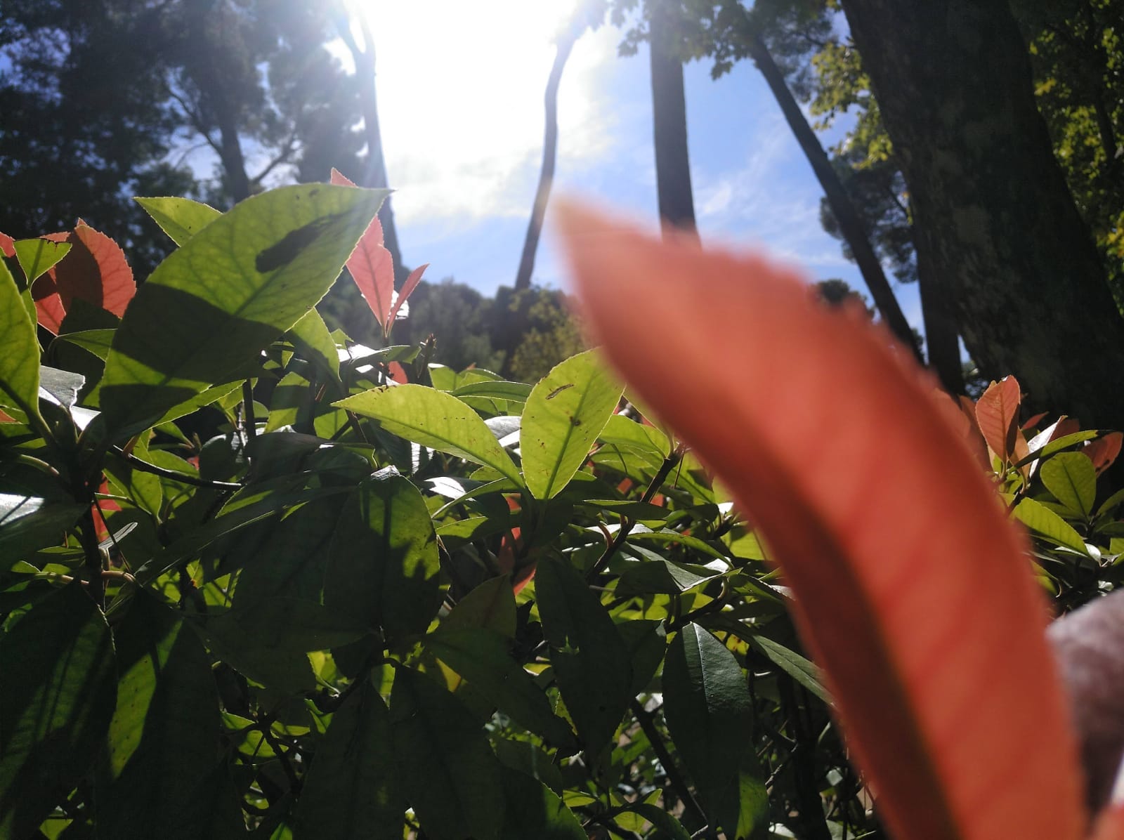 Distribuirán más de 122.000 plantas nuevas en la capital Distribuirán más de 122.000 plantas nuevas en la capital