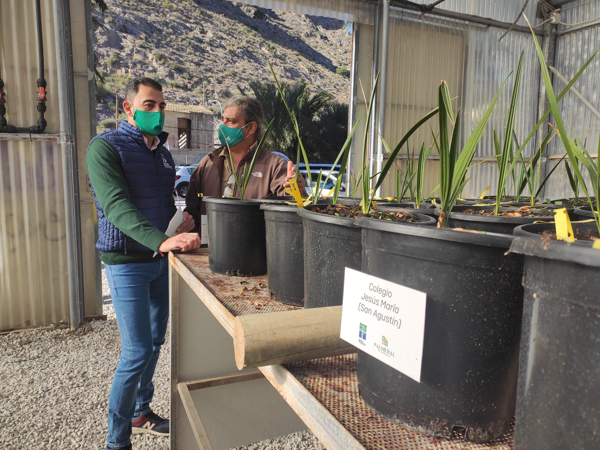 El Palmeral de Orihuela cuenta ya con cerca de 600 nuevos ejemplares germinados por escolares oriolanos El Palmeral de Orihuela cuenta ya con cerca de 600 nuevos ejemplares germinados por escolares oriolanos