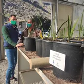 El Palmeral de Orihuela cuenta ya con cerca de 600 nuevos ejemplares germinados por escolares oriolanos El Palmeral de Orihuela cuenta ya con cerca de 600 nuevos ejemplares germinados por escolares oriolanos