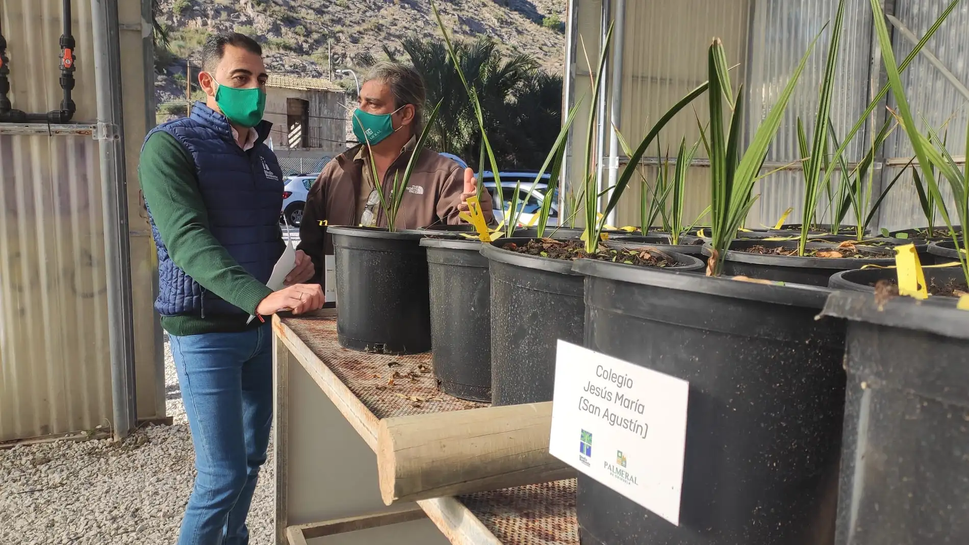 El Palmeral de Orihuela cuenta ya con cerca de 600 nuevos ejemplares germinados por escolares oriolanos     