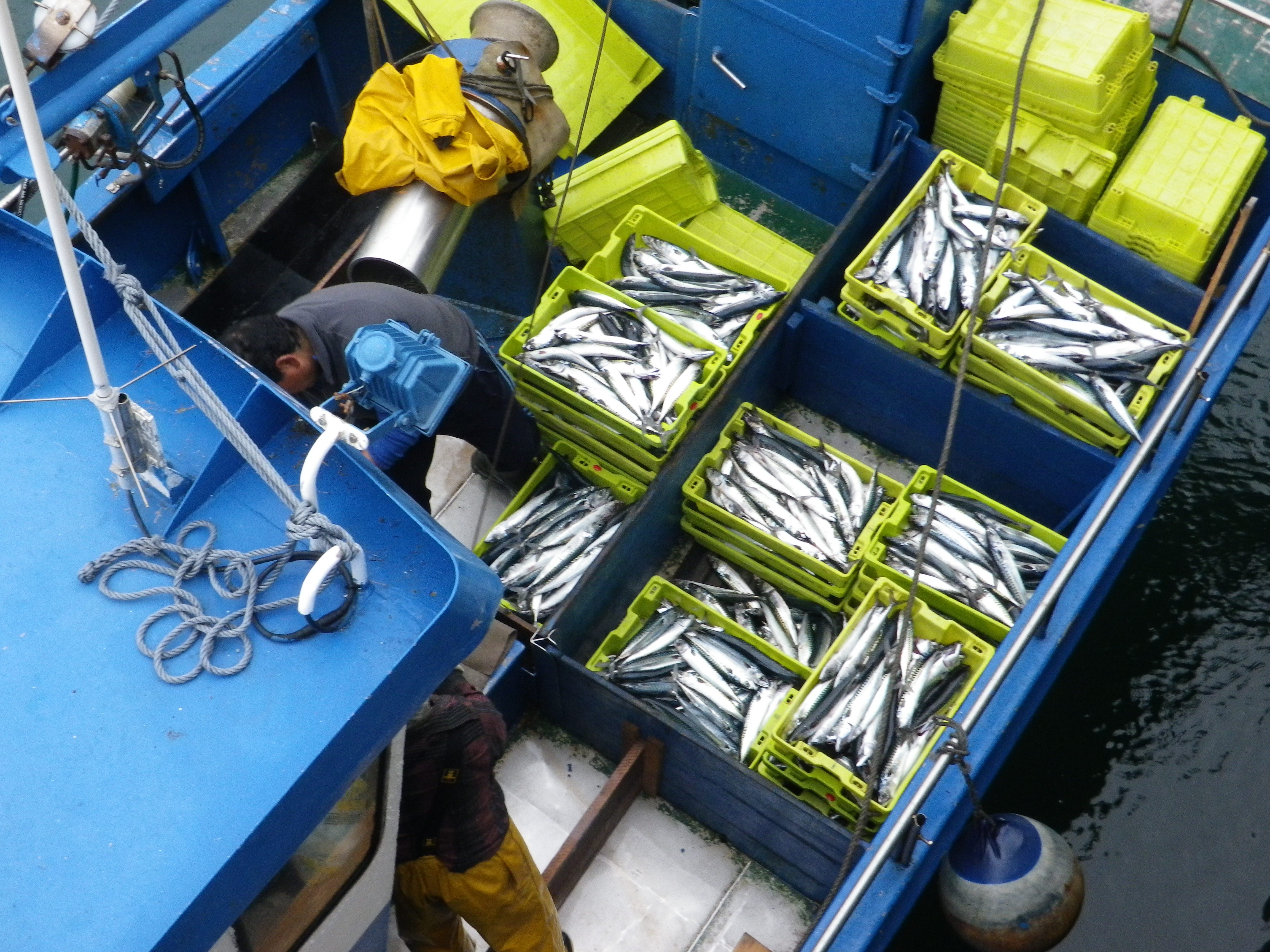 La UE aumenta un 20% la cuota del verdel y reduce un 4% la del chicharro La UE aumenta un 20% la cuota del verdel y reduce un 4% la del chicharro