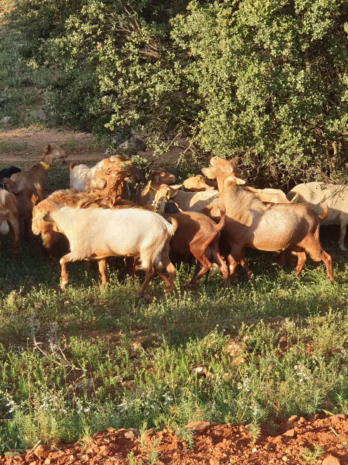 Ganaderos afectados por la tuberculosis en cabras invitan al sector a presentar un frente unido Ganaderos afectados por la tuberculosis en cabras invitan al sector a presentar un frente unido