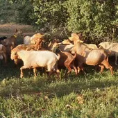 Cabras pastando Cabras pastando