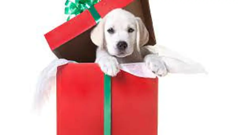 Mascotas en Navidad