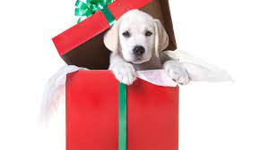 En Navidad debemos cuidar de nuestras mascotas como lo que son: 'Uno más de la familia' En Navidad debemos cuidar de nuestras mascotas como lo que son: 'Uno más de la familia'