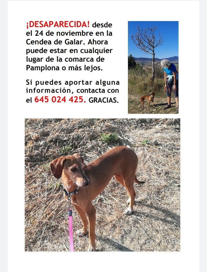 El triste final de Txiki, la perrita perdida que murió tras pasar 20 días en el Aeropuerto de Pamplona sin comida ni atención El triste final de Txiki, la perrita perdida que murió tras pasar 20 días en el Aeropuerto de Pamplona sin comida ni atención