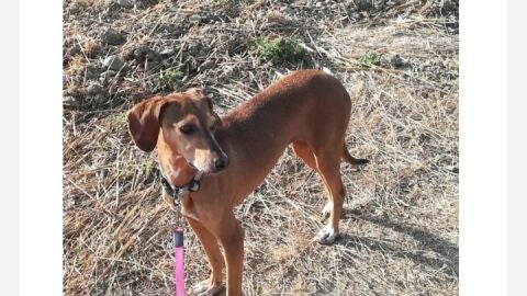 El triste final de Txiki, la perrita perdida que muri&oacute; tras pasar 20 d&iacute;as en el Aeropuerto de Pamplona sin comida ni atenci&oacute;n