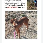 El triste final de Txiki, la perrita perdida que murió tras pasar 20 días en el Aeropuerto de Pamplona sin comida ni atención