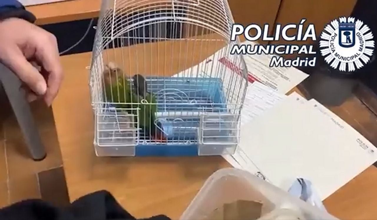 Rescatan a dos loros que iban a ser cocinados en un restaurante asiático de Madrid Rescatan a dos loros que iban a ser cocinados en un restaurante asiático de Madrid