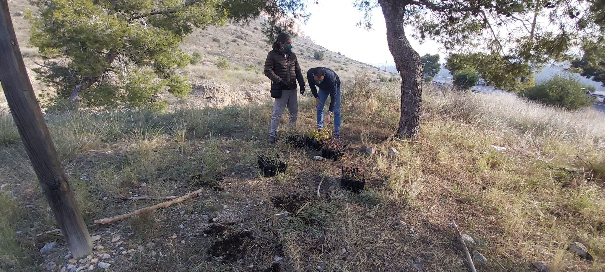 La Conselleria de Agricultura, Emergencia Climática y Transición Ecológica ha iniciado la reforestación de la Sierra de Orihuela La Conselleria de Agricultura, Emergencia Climática y Transición Ecológica ha iniciado la reforestación de la Sierra de Orihuela