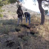 La Conselleria de Agricultura, Emergencia Climática y Transición Ecológica ha iniciado la reforestación de la Sierra de Orihuela 