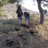 La Conselleria de Agricultura, Emergencia Climática y Transición Ecológica ha iniciado la reforestación de la Sierra de Orihuela La Conselleria de Agricultura, Emergencia Climática y Transición Ecológica ha iniciado la reforestación de la Sierra de Orihuela