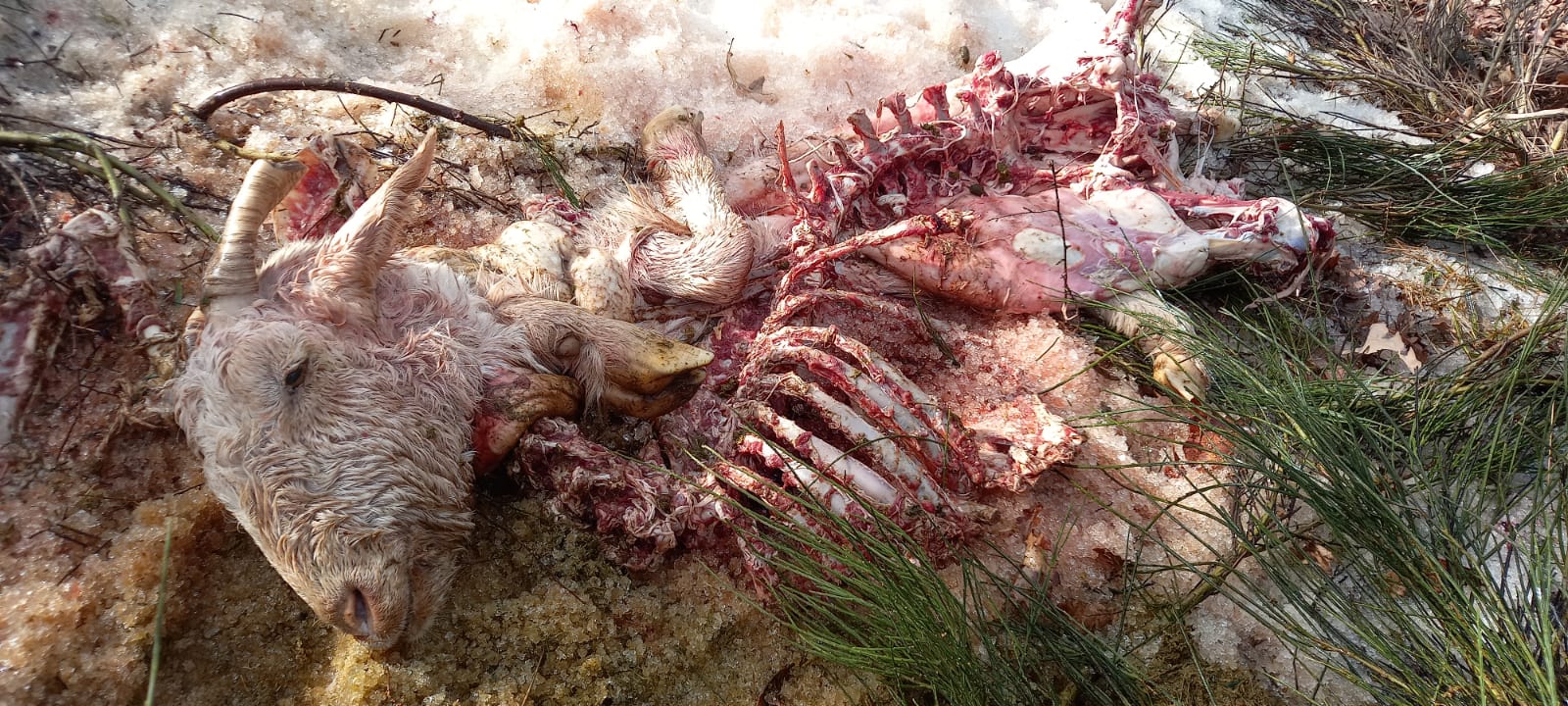 ASAJA denuncia los continuos ataques de lobos que se producen en Brañosera ASAJA denuncia los continuos ataques de lobos que se producen en Brañosera