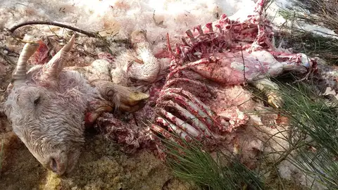ASAJA denuncia los continuos ataques de lobos que se producen en Brañosera Montaña Palentina