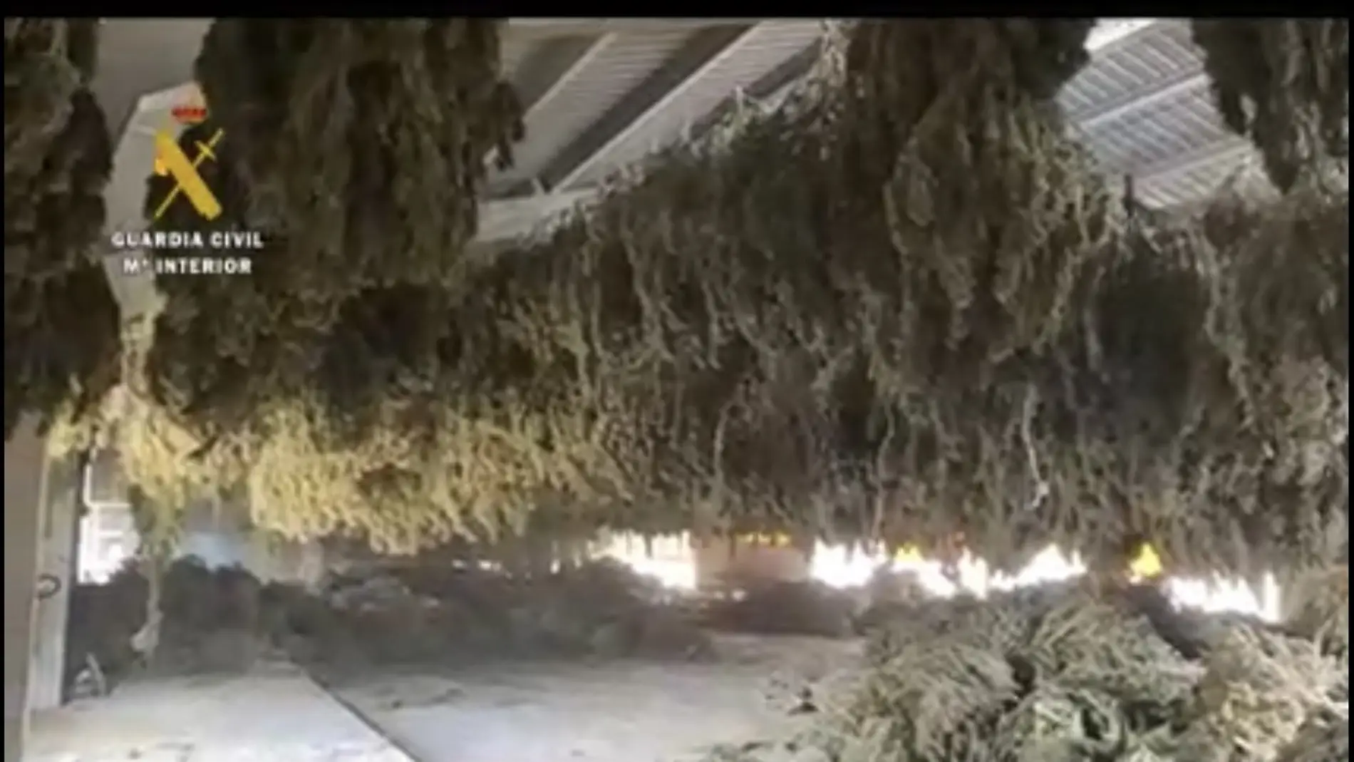 Incautan en Sabiñánigo 8 toneladas de marihuana