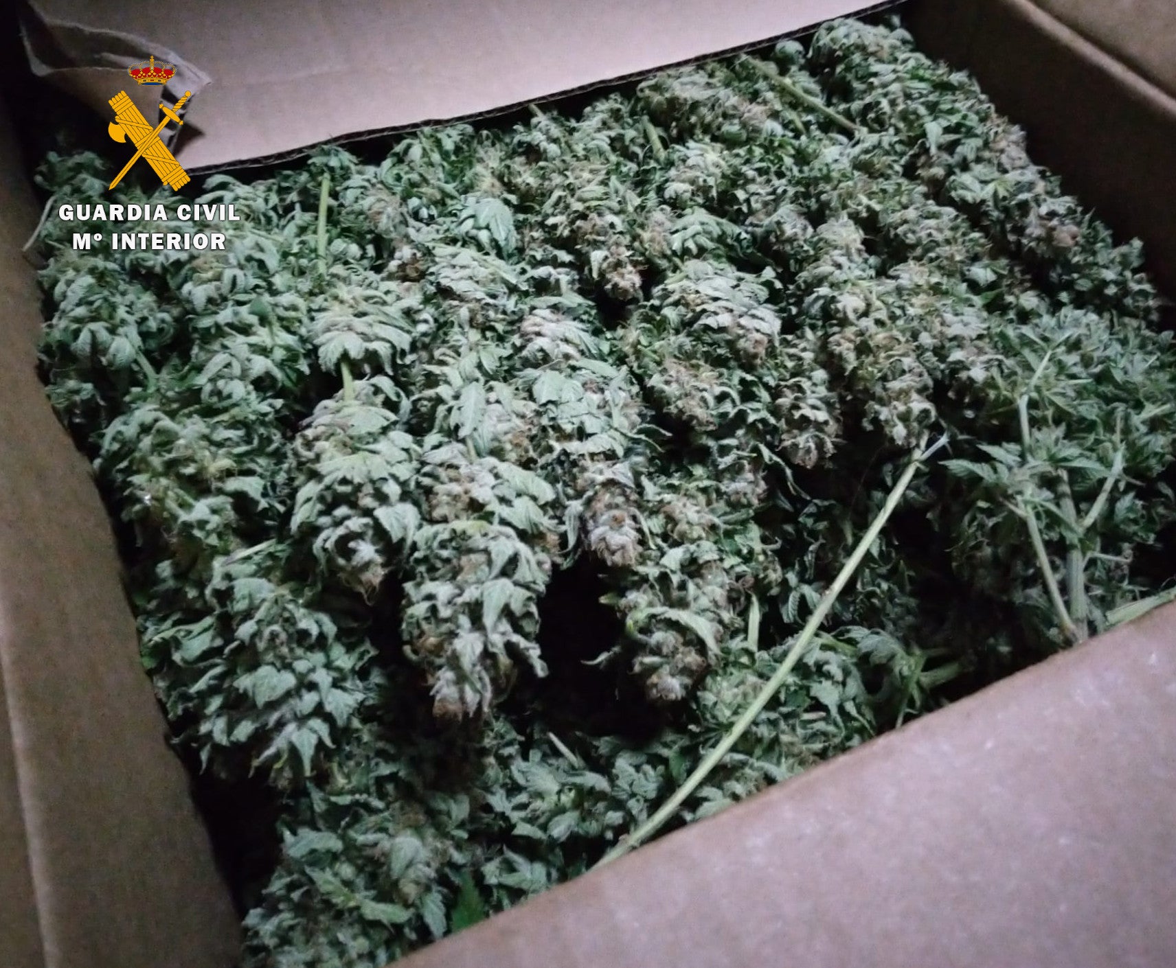 Dos personas detenidas y más de 10 kilos de cogollos de marihuana intervenidos y localizados en un vehículo Dos personas detenidas y más de 10 kilos de cogollos de marihuana intervenidos y localizados en un vehículo