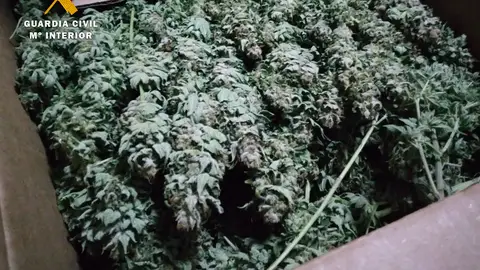 Dos personas detenidas y más de 10 kilos de cogollos de marihuana intervenidos y localizados en un vehículo Dos personas detenidas y más de 10 kilos de cogollos de marihuana intervenidos y localizados en un vehículo
