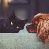 Imagen de archivo de un gato y un perro.