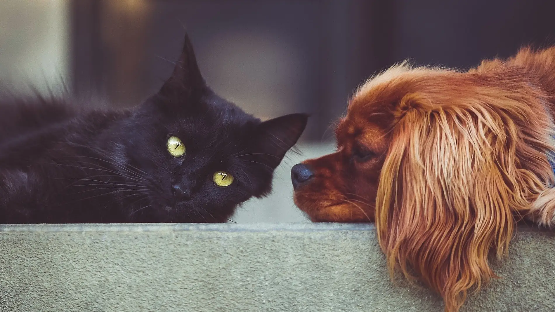 Microprocesador Descriptivo Resbaladizo DNI para perros y gatos: qué es, cómo funciona y qué organismo lo tramitará  | Onda Cero Radio