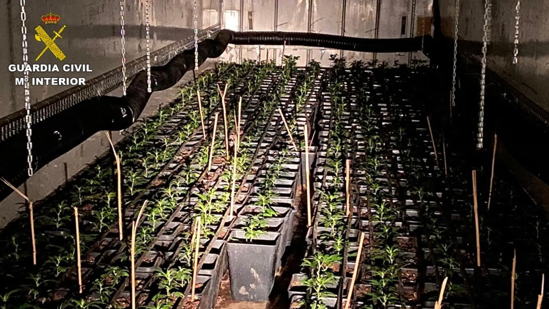 Plantas de marihuana en el cultivo desmantelado por la Guardia Civil en Aspe.