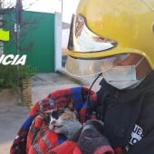 Los bomberos rescataron a dos pequeños gatos