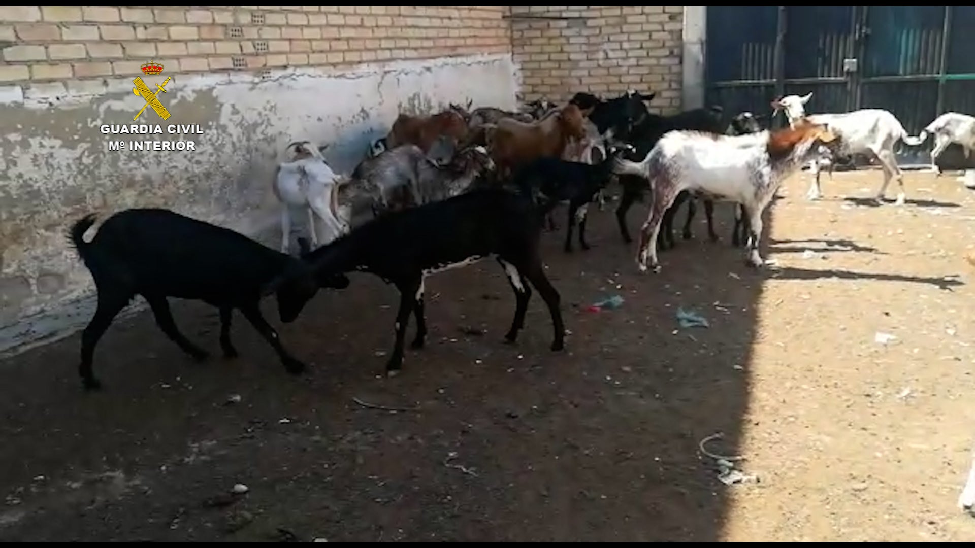 El SEPRONA investiga a dos personas como supuestas autoras de un delito de maltrato animal El SEPRONA investiga a dos personas como supuestas autoras de un delito de maltrato animal