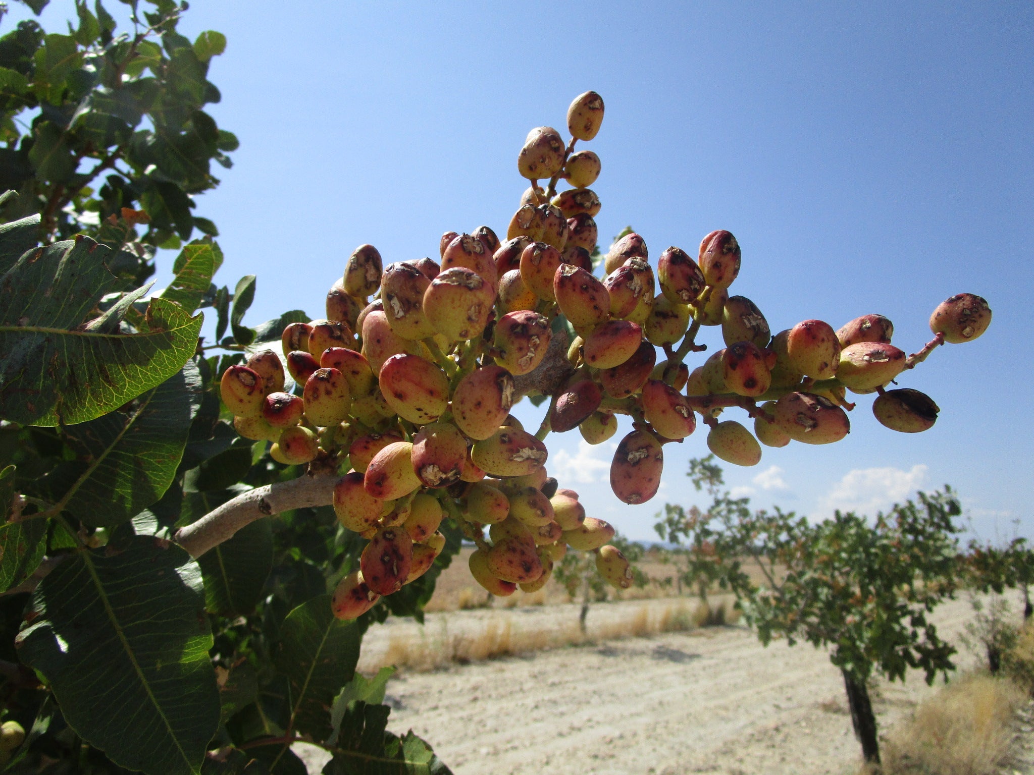 El próximo 20 de enero finaliza el periodo de suscripción del seguro de explotaciones frutícolas El próximo 20 de enero finaliza el periodo de suscripción del seguro de explotaciones frutícolas