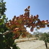  El próximo 20 de enero finaliza el periodo de suscripción del seguro de explotaciones frutícolas