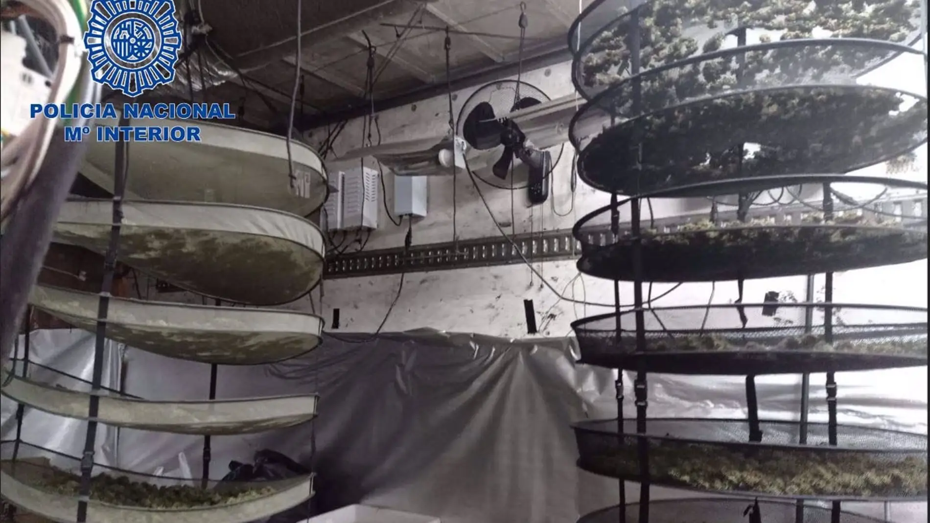 Desmantelada una plantación de marihuana en un camión estacionado en una nave en Villanueva de la Serena