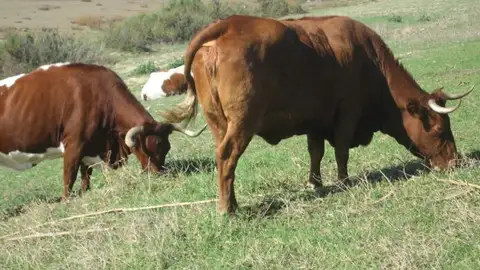 COAG ONDA CERO ALMERIA