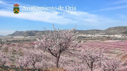 Oria almendros