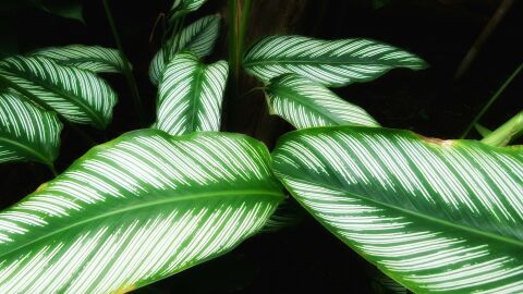 Qu&eacute; plantas absorben la humedad