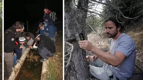 Serbal Sierra de los Filabres