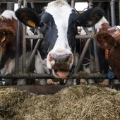 Unas vacas pastando en una granja Unas vacas pastando en una granja