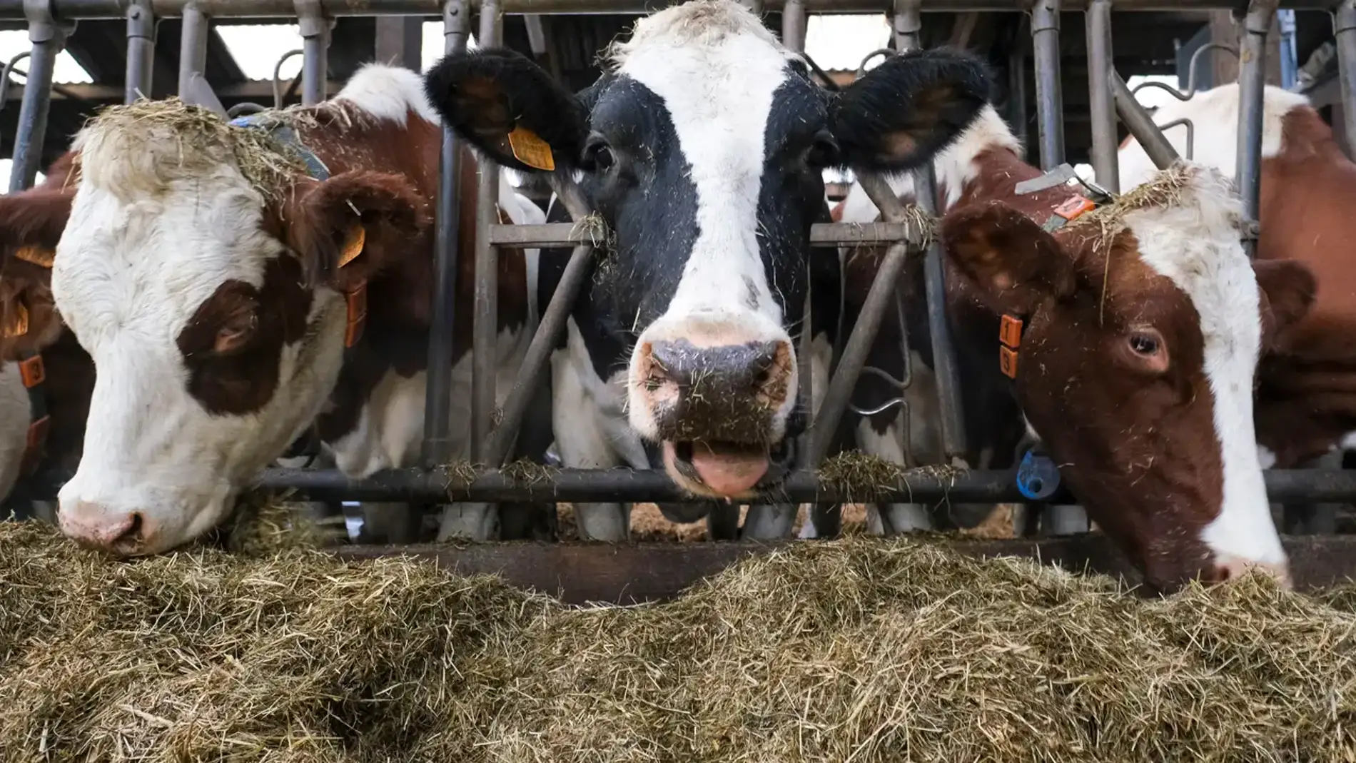 Unas vacas pastando en una granja