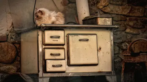 Gato en una cocina Gato en una cocina