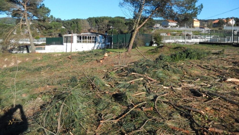 O BNG denuncia un novo arboricidio amparado polo Concello de Ourense na Universidade Laboral