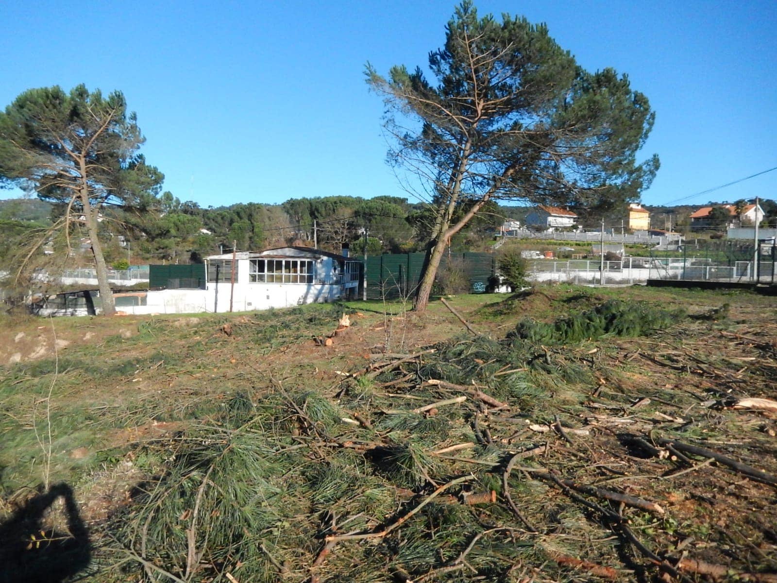 O BNG denuncia un novo arboricidio amparado polo Concello de Ourense na Universidade Laboral O BNG denuncia un novo arboricidio amparado polo Concello de Ourense na Universidade Laboral