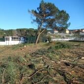 O BNG denuncia un novo arboricidio amparado polo Concello de Ourense na Universidade Laboral