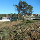 O BNG denuncia un novo arboricidio amparado polo Concello de Ourense na Universidade Laboral O BNG denuncia un novo arboricidio amparado polo Concello de Ourense na Universidade Laboral