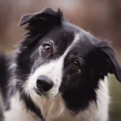 ¿Tienes mascota? Todo lo que será obligatorio con la nueva Ley de Bienestar Animal ¿Tienes mascota? Todo lo que será obligatorio con la nueva Ley de Bienestar Animal