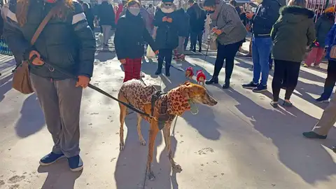 La mayoría de las mascotas eran perros. La mayoría de las mascotas eran perros.
