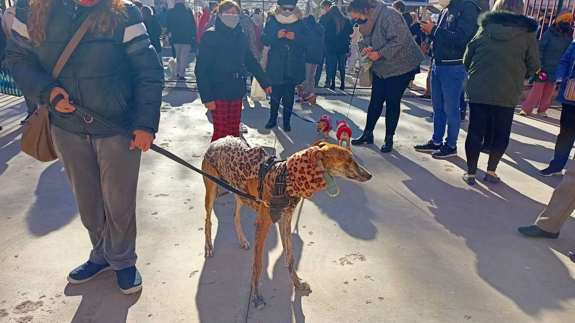 La mayor&iacute;a de las mascotas eran perros.