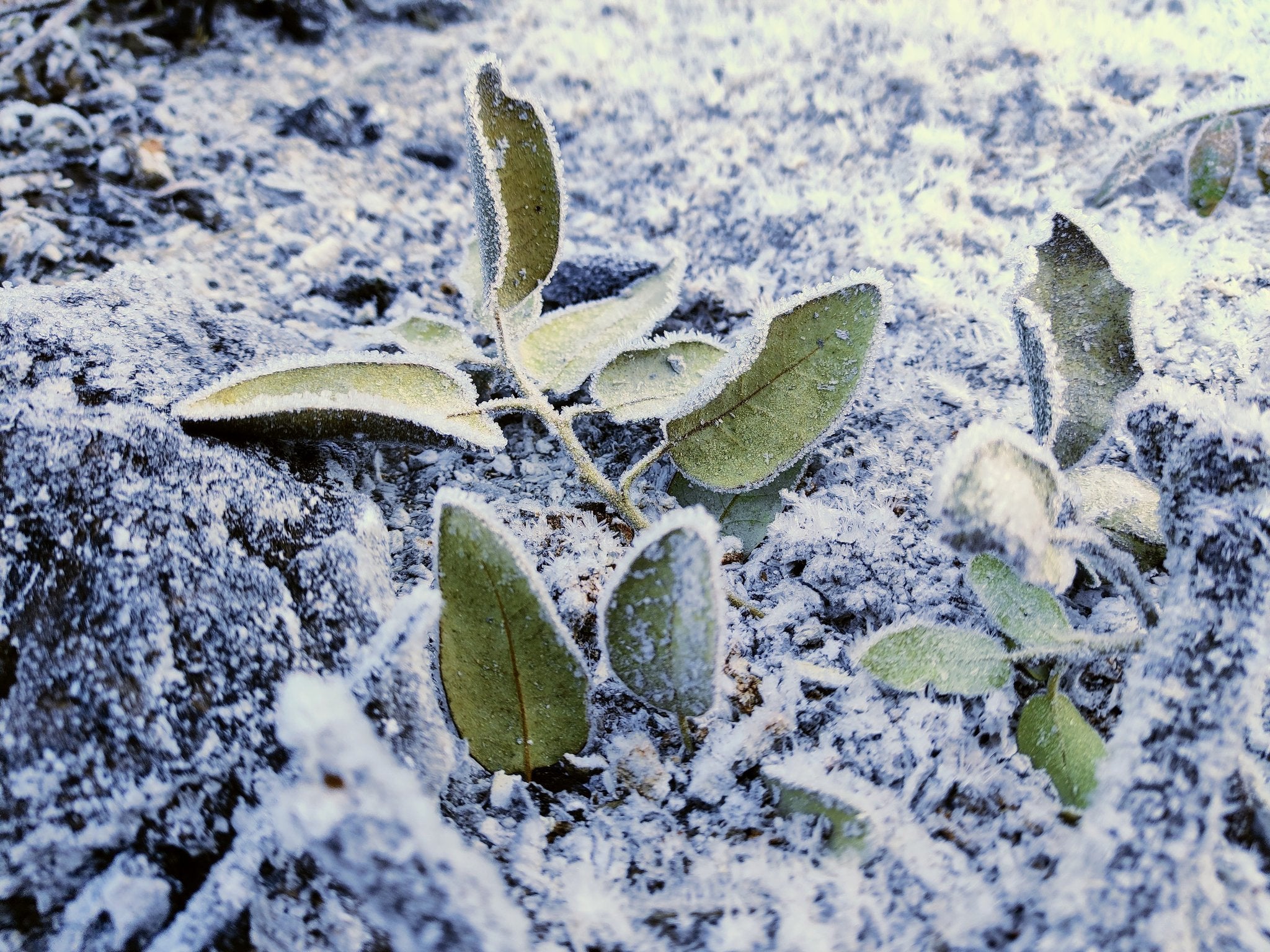 La noche más fría del año La noche más fría del año